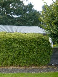 Gartenbambus 'Jumbo' / Fargesia murielae 'Jumbo'