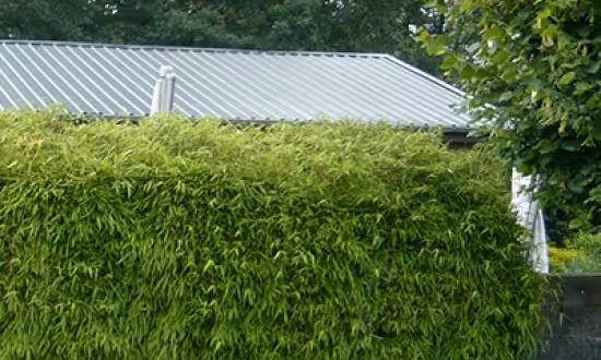 Gartenbambus 'Jumbo' / Fargesia murielae 'Jumbo'