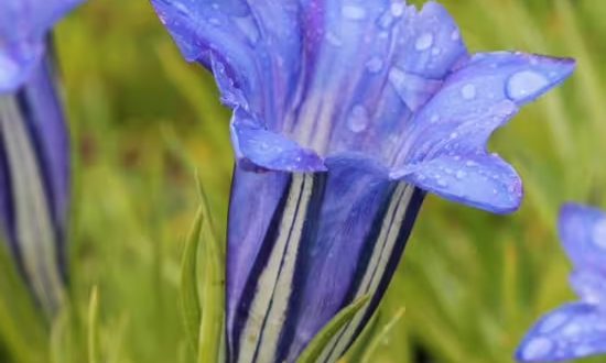 Herbst Enzian 'Royal Highlander' / Gentiana sino-ornata 'Royal Highlander'