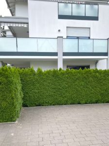 Lebensbaum 'Smaragd' / Smaragd-Lebensbaum /  Thuja occidentalis 'Smaragd'