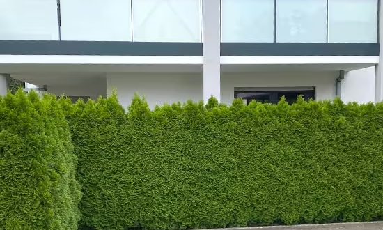 Lebensbaum 'Smaragd' / Smaragd-Lebensbaum / Thuja occidentalis 'Smaragd'