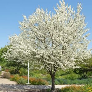 Gewöhnlicher Judasbaum 'Alba' / Herzbaum 'Alba' / Cercis siliquastrum 'Alba'