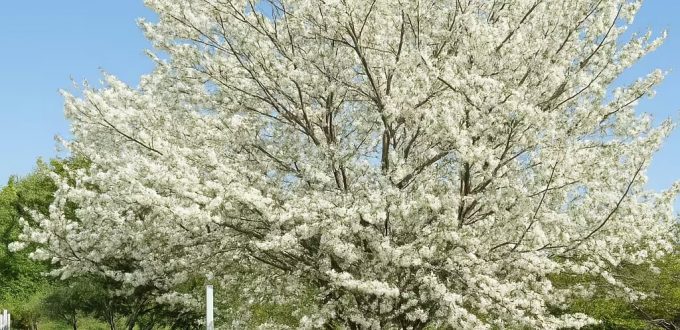 Gewöhnlicher Judasbaum 'Alba' / Herzbaum 'Alba' / Cercis siliquastrum 'Alba'