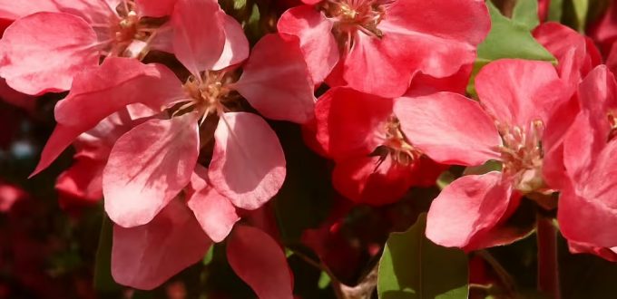 Zierapfel 'Profusion' / Malus 'Profusion'