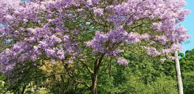 Blauglockenbaum / Paulownie