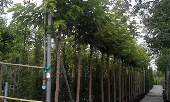 Platanenblättriger Maulbeerbaum 'Macrophylla'