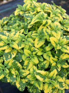 Buntblättrige Zitronen Melisse 'Aureovariegata' /  Melissa officinalis 'Aureovariegata'