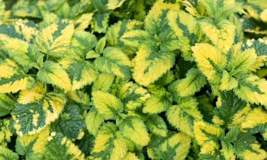 Buntblättrige Zitronen Melisse 'Aureovariegata' / Melissa officinalis 'Aureovariegata'