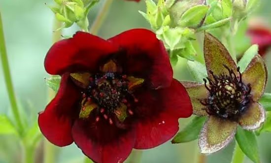 Fingerkraut 'Monarch's Velvet' / Potentilla thurberi 'Monarch's Velvet'