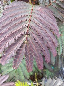 Seidenbaum 'Evey's Pride' / Albizia julibrissin 'Evey's Pride'®