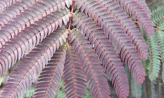 Seidenbaum 'Evey's Pride' / Albizia julibrissin 'Evey's Pride'®