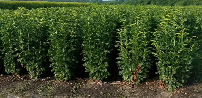 Kirschlorbeer 'Genolia' / Prunus laurocerasus 'Genolia'