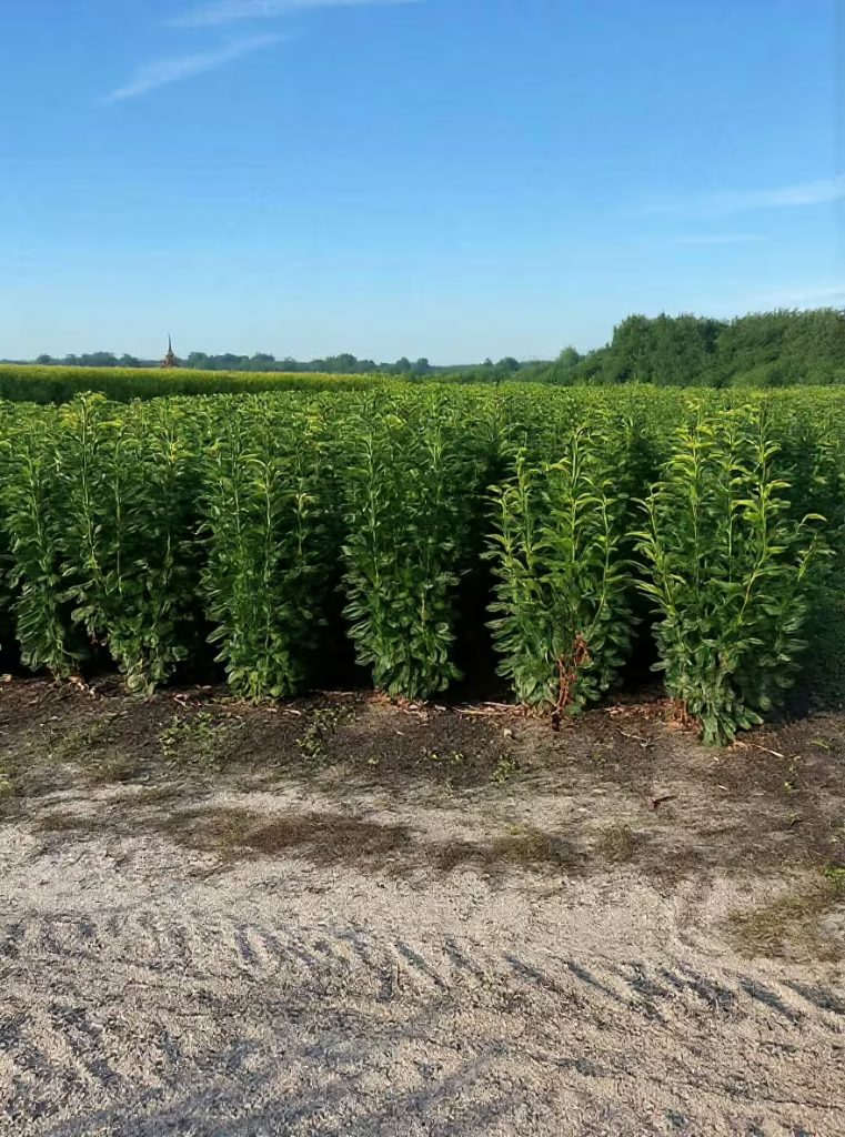 Der richtige Pflanzabstand fr Kirschlorbeer 'Genolia'  So wird Ihre Hecke  schnell blickdicht  Alle Fragen und Antworten zum Thema Gartenpflanzen