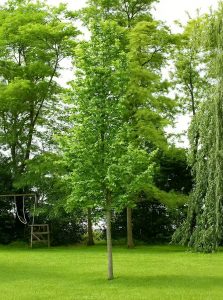 Ulme 'Nanguen' / Ulmus Lutèce / Ulmus 'Nanguen'