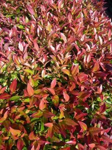 Traubenheide 'Scarletta' / Leucothoe axillaris 'Scarletta ®'