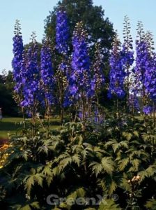 Hoher Garten-Rittersporn 'Finsteraarhorn' / Delphinium elatum 'Finsteraarhorn'