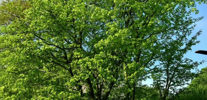 Feld-Ulme / Ulmus carpinifolia / Ulmus minor