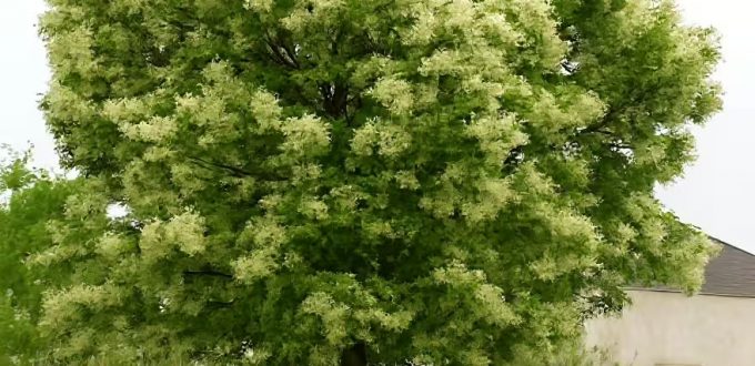 Blumen-Esche / Manna-Esche / Fraxinus ornus