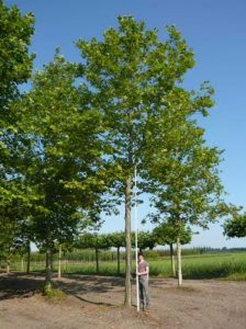 Ahornblättrige Platane 'Malburg' / Platanus acerifolia 'Malburg'
