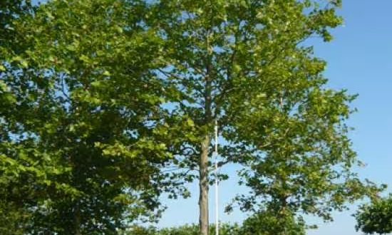 Ahornblättrige Platane 'Malburg' / Platanus acerifolia 'Malburg'