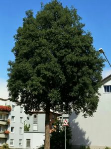 Robinie 'Sandraudiga' / Robinia pseudoacacia 'Sandraudiga'