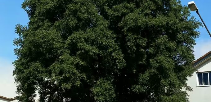 Robinie 'Sandraudiga' / Robinia pseudoacacia 'Sandraudiga'