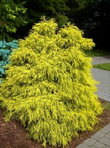 Gelbe Fadenzypresse 'Filifera Aurea' / Chamaecyparis pisifera 'Filifera Aurea'