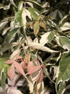 Silbereschen-Ahorn / Acer negundo 'Variegatum'