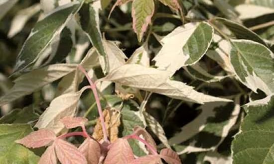 Silbereschen-Ahorn / Acer negundo 'Variegatum'