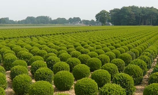 Buchsbaum 'Kugel' / Buxus sempervirens 'Kugel'