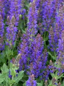 Steppen Salbei 'April Night' / Salvia nemorosa 'April Night'