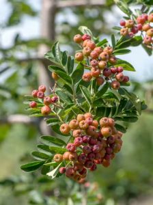 Frucht-Eberesche ’Granatnaja’/ Essbare-Eberesche / Sorbus ‘Granatnaja‘