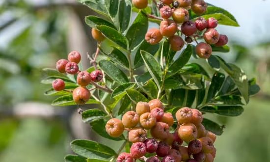 Frucht-Eberesche ’Granatnaja’/ Essbare-Eberesche / Sorbus ‘Granatnaja‘