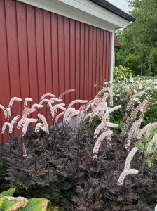 Trauben-Silberkerze 'Black Negligee' ® /  Cimicifuga racemosa 'Black Negligee ®