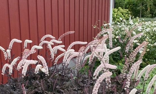 Trauben-Silberkerze 'Black Negligee' ® / Cimicifuga racemosa 'Black Negligee ®