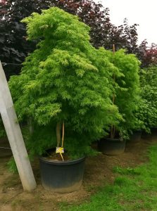 Japanischer Ahorn / Fächer-Ahorn 'Shinonome' / Acer palmatum 'Shinonome'