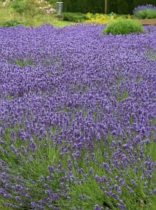 Echter Lavendel 'Hidcote Blue' / Lavandula angustifolia 'Hidcote Blue'