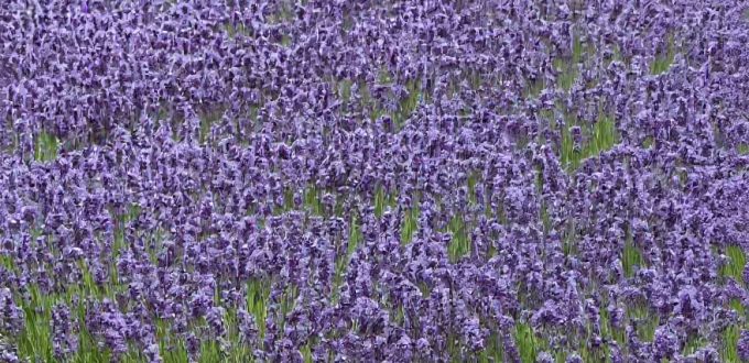 Echter Lavendel 'Hidcote Blue' / Lavandula angustifolia 'Hidcote Blue'