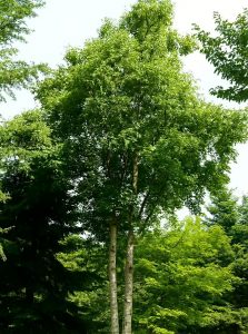 Gold-Birke / Ermans-Birke / Betula ermanii