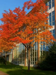 Vogelbeere 'Joseph Rock' / Eberesche 'Joseph Rock' / Sorbus 'Joseph Rock'