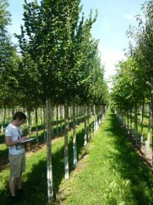 Säulen-Ulme 'Columella' / Ulmus 'Columella'