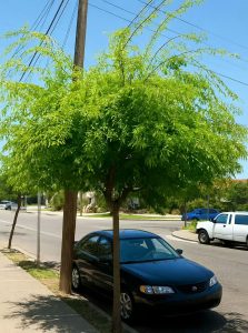 Südlicher Zürgelbaum / Celtis australis