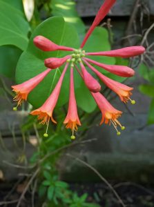 Rote Geißschlinge 'Dropmore Scarlet' / Lonicera brownii 'Dropmore Scarlet'