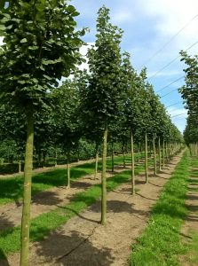 Ungarische Silber-Linde 'Szeleste' / Tilia tomentosa 'Szeleste'