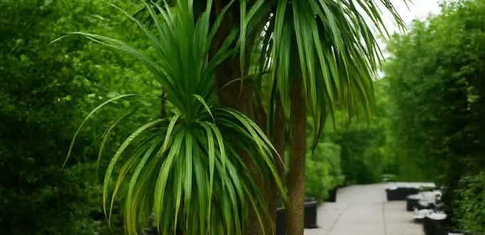 Keulenlilie / Cordyline australis
