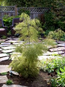 Hänge-Birke Weiß-Birke Trost's Dwarf' / Betula pendula 'Trost's Dwarf'