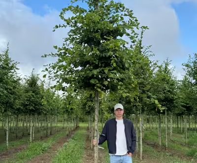 Hainbuche ’Rockhampton Red’ / Carpinus betulus ’Rockhampton Red‘