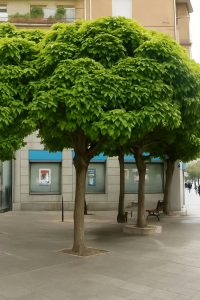 Großkroniger Trompetenbaum / Catalpa bungei