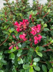 Andenstrauch 'Red Dream' / Escallonia 'Red Dream'