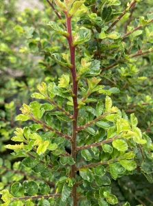 Fächer-Ulme ’Sagei‘ / Ulmus parvifolia ’Sagei‘
